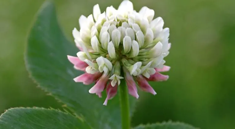 White clover: the EU's golden ticket?