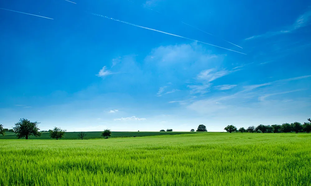Grassland reseeding: picking the right ingredients
