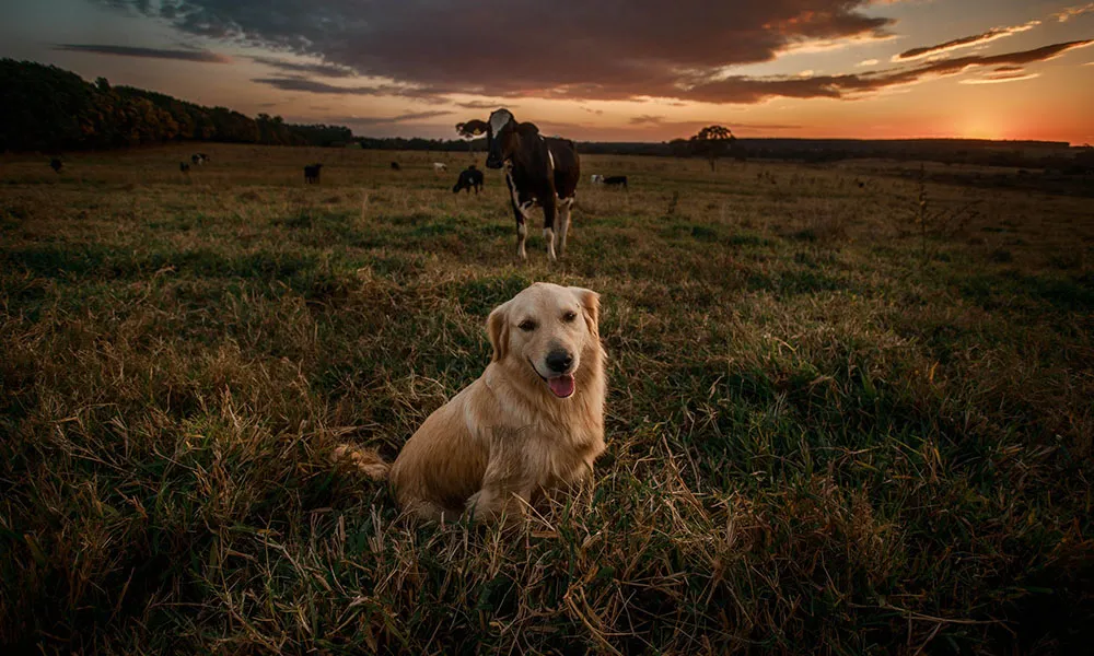 Neosporosis – why we should keep dogs away from the cattle shed