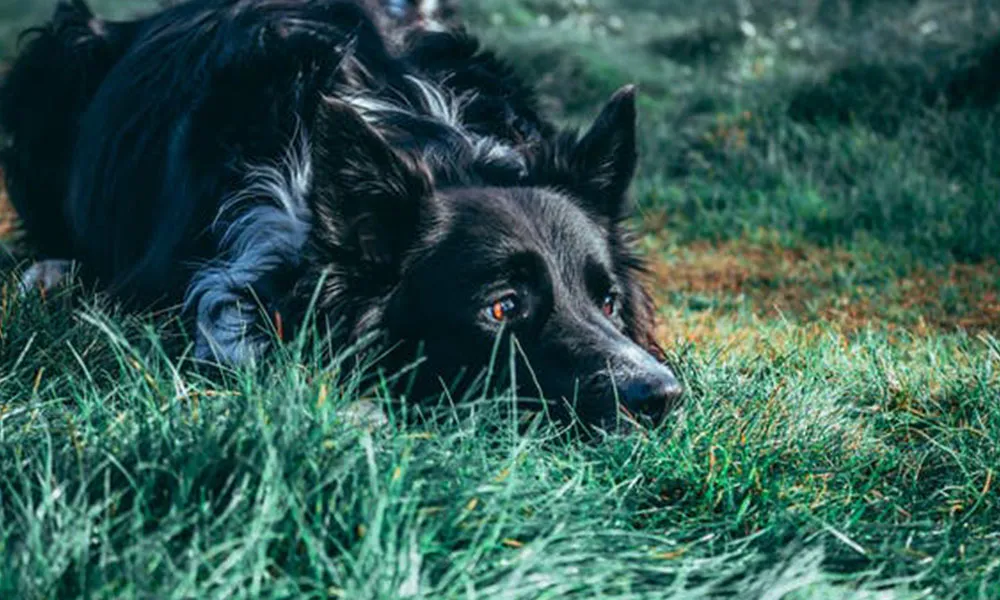 From dogs to pine martens: farmland predators and how they kill