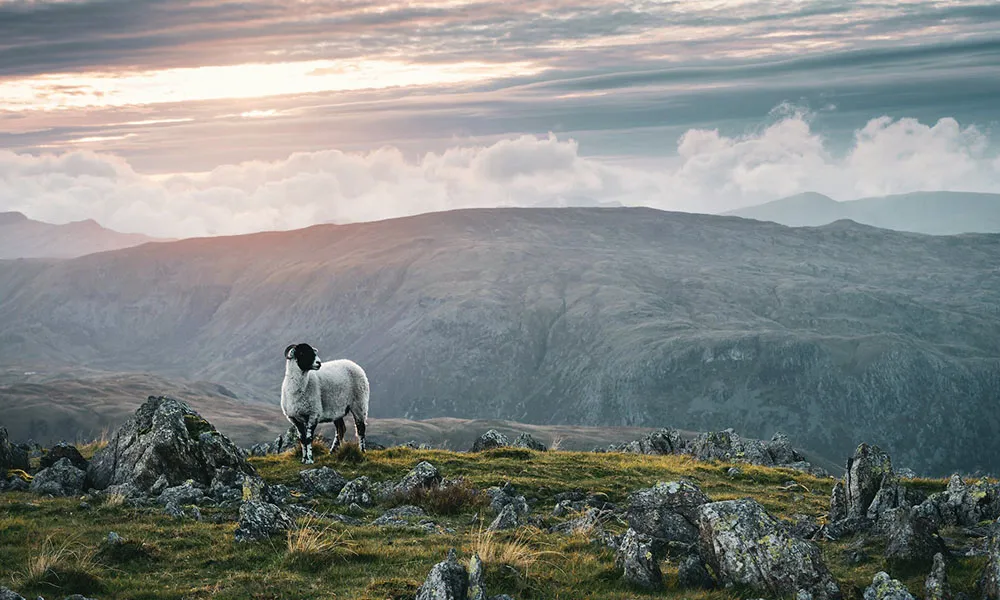 Hill Sheep are the key to a good breeding plan – here’s why!