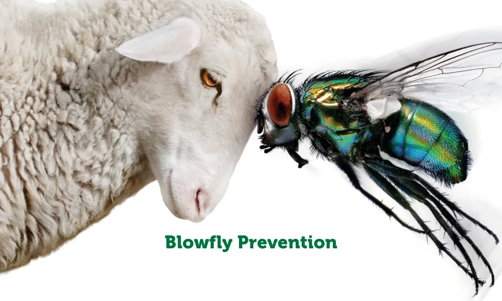 Controlling blowfly strike in sheep🐑