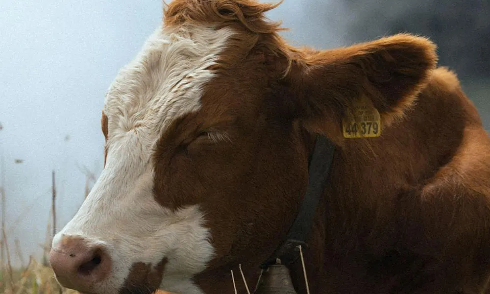 Ringworm in Calves: Tips for Effective Management