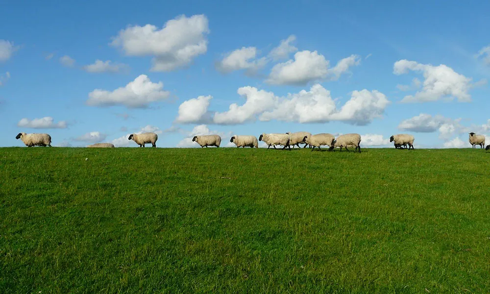 Bluetongue Virus: Farmers Warned to Remain Vigilant