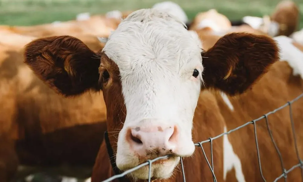Guide to Dosing Dairy-Beef Calves