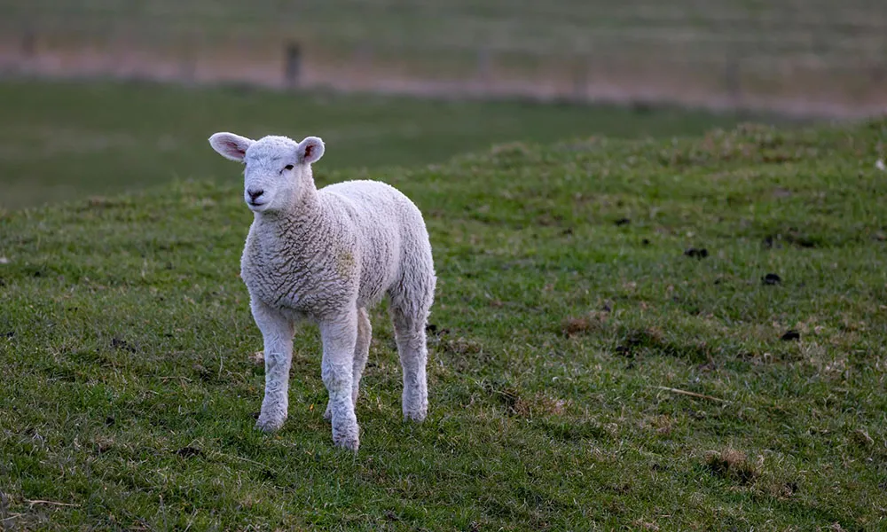 Nematodirus in lambs – what’s the forecast?