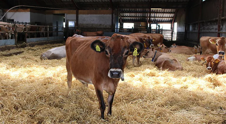 Alternatives to straw bedding