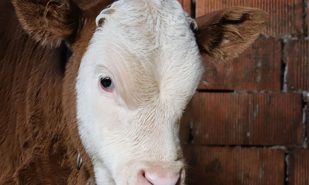 Calf disbudding: a step-by-step guide to success