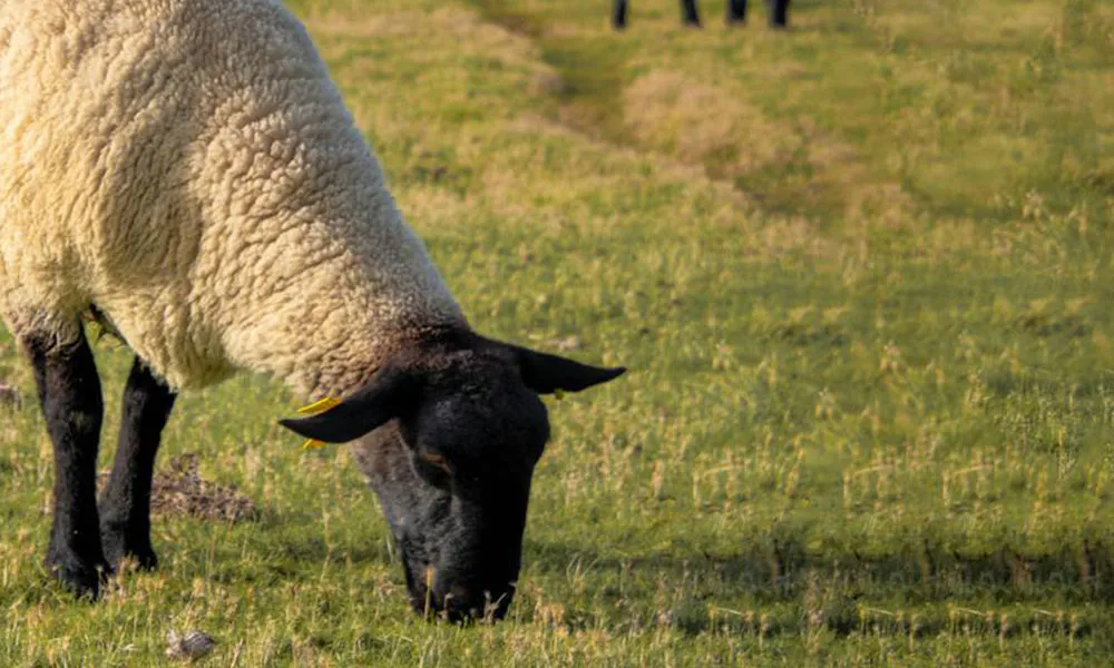 Tupping Season: A Healthy Ram is Half the Battle