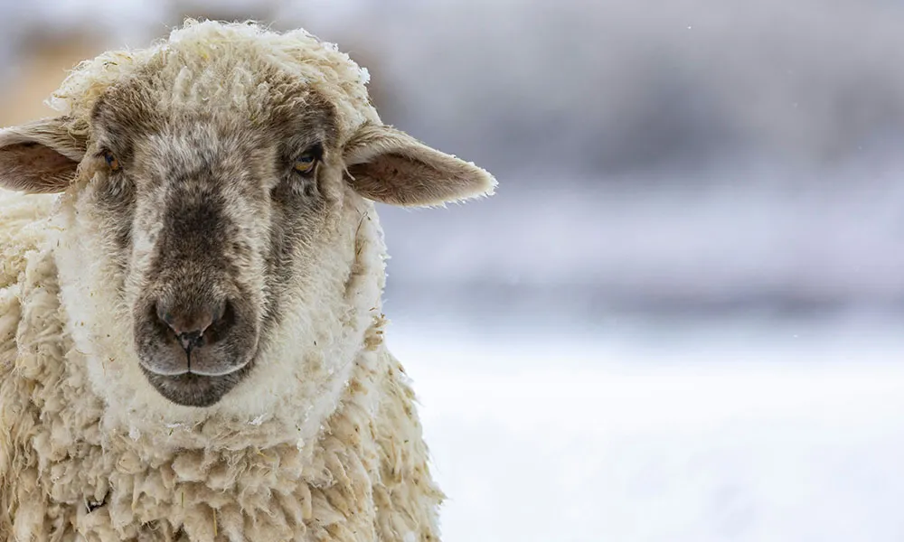 Agridirect’s guide to winter feeding rates (sheep)