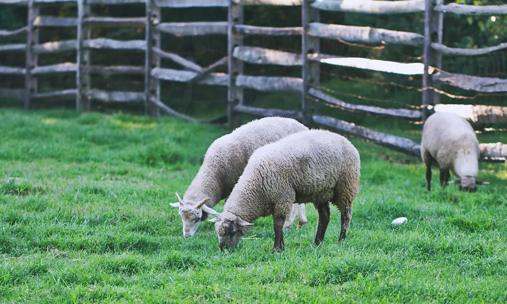 Managing Health Issues in Store Lambs