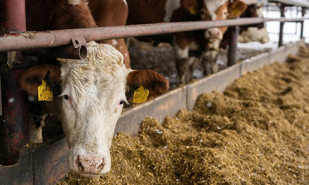 Agridirect's guide to winter feeding rates (cattle)